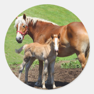 Palamino Horse und Foal Stickers