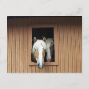 Palamino Pferde in einer Scheune in Colorado Postkarte