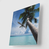 Palau, Micronesia, Palm tree at Palau Lagoon Quadratische Wanduhr (Winkel)
