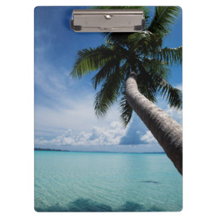 Palau, Mikronesien, Palme an der Palau-Lagune Klemmbrett