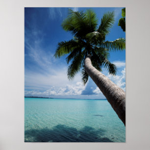 Palau, Mikronesien, Palme an der Palau-Lagune Poster