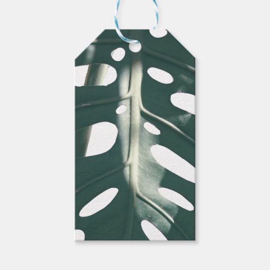 Pale Green Pastel Schweizer Käse Pflanze Geschenkanhänger (Vorderseite)