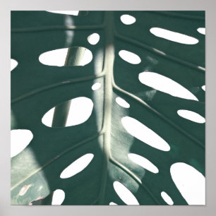 Pale Green Pastel Schweizer Käse Pflanze Poster