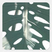 Pale Green Pastel Schweizer Käse Pflanze Quadratischer Aufkleber (Vorderseite)