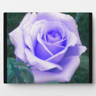 Pale Lavender Rose Foto Plaque Fotoplatte