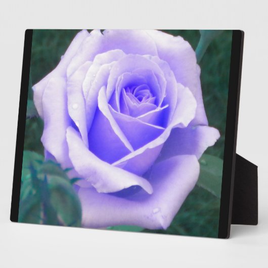 Pale Lavender Rose Foto Plaque Fotoplatte (Seite)