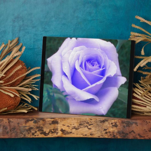 Pale Lavender Rose Foto Plaque Fotoplatte (Seite)