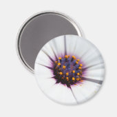 Pale Lila Daisy Magnet (Vorderseite/Rückseite)