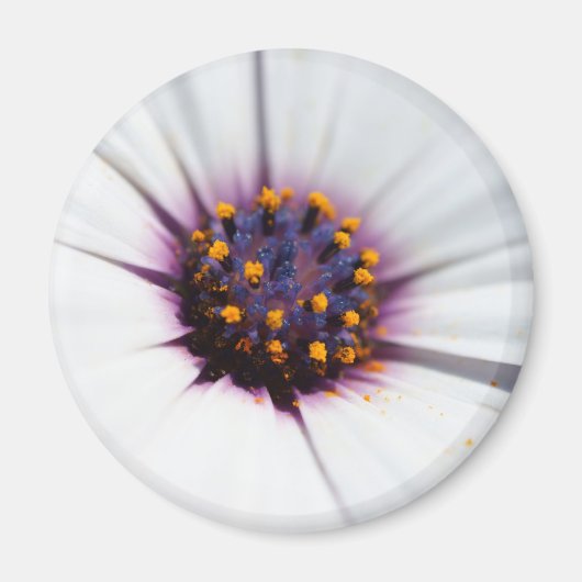 Pale Lila Daisy Magnet (Vorne)