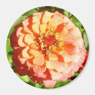 Pale Orange Zinnia Magnet