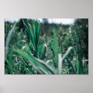 Pale Pastell Green Grass Reeds Poster