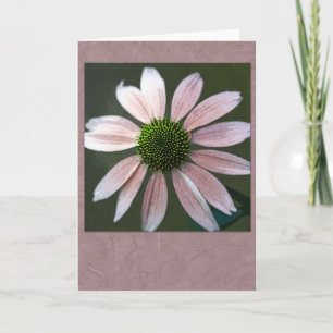 Pale pink echinacea karte