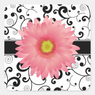 Pale Pink Gerbera Daisy Black Scroll Design Siegel Quadratischer Aufkleber