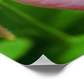 Pale Pink Lady Slipper Orchid Flower Close Up Poster (Ecke)