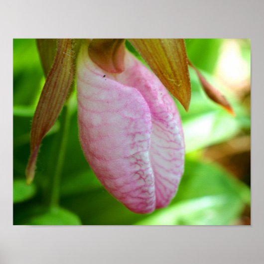 Pale Pink Lady Slipper Orchid Flower Close Up Poster (Vorne)