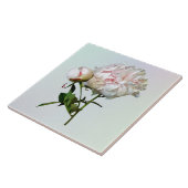 Pale Pink Peony and Bud Fliese (Seite)