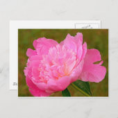 Pale Pink Peony Postkarte (Vorne/Hinten)