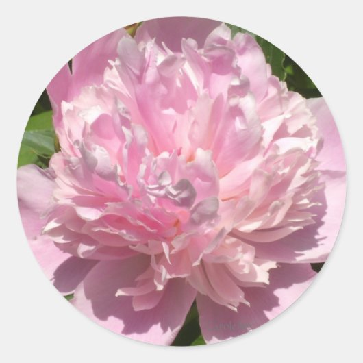 Pale Pink Peony Runder Aufkleber (Vorderseite)
