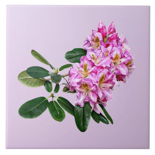 Pale Pink Rhododendron Fliese (Vorderseite)