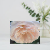 Pale Pink Rose Postkarte (Stehend Vorderseite)