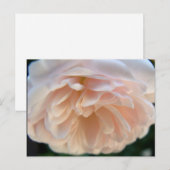 Pale Pink Rose Postkarte (Vorne/Hinten)