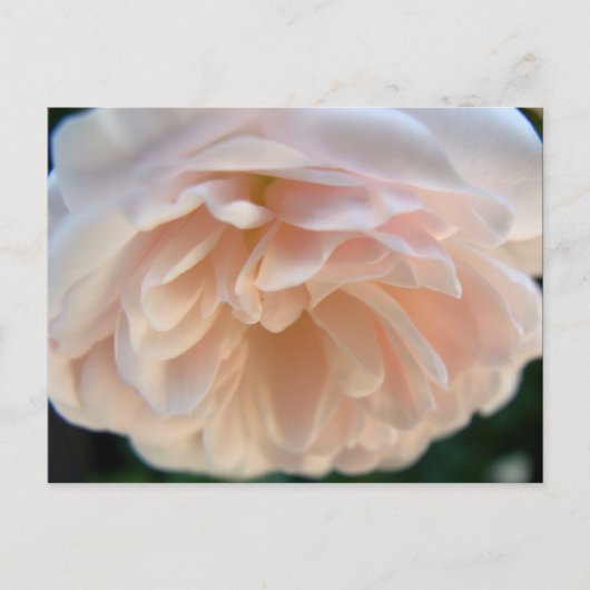 Pale Pink Rose Postkarte (Vorderseite)