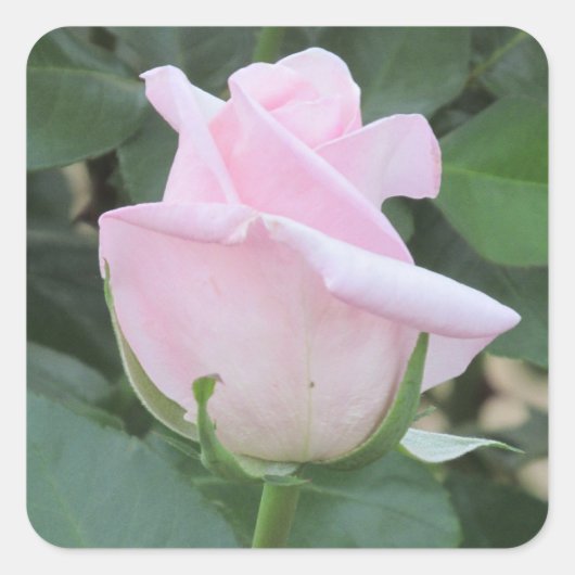 Pale Pink Rose Quadratischer Aufkleber (Vorderseite)