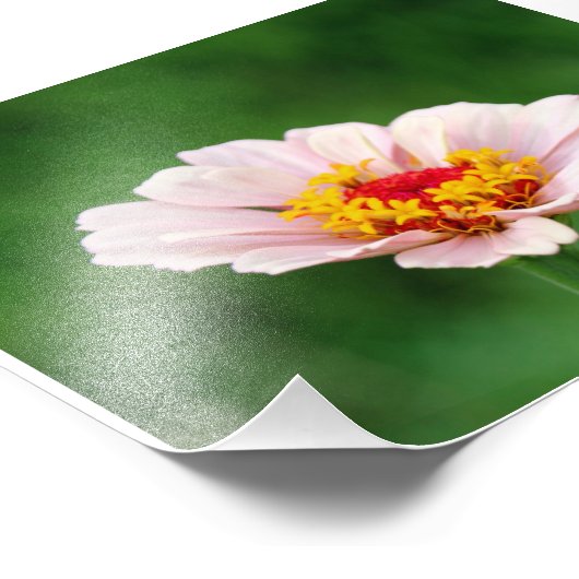 Pale Pink Zinnia Fotodruck (Ecke)