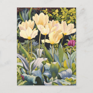 Pale Tulips Postkarte