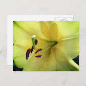 Pale Yellow Lily Flower Photography Postkarte (Vorne/Hinten)