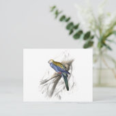 Paleheaded Parrakeet von Edward Lear Postkarte (Stehend Vorderseite)