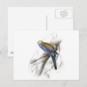 Paleheaded Parrakeet von Edward Lear Postkarte (Vorne/Hinten)