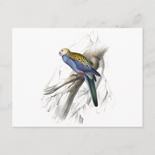 Paleheaded Parrakeet von Edward Lear Postkarte (Vorderseite)