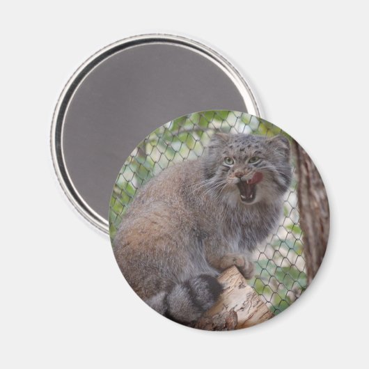 Pallas Cat Magnet (Vorderseite/Rückseite)