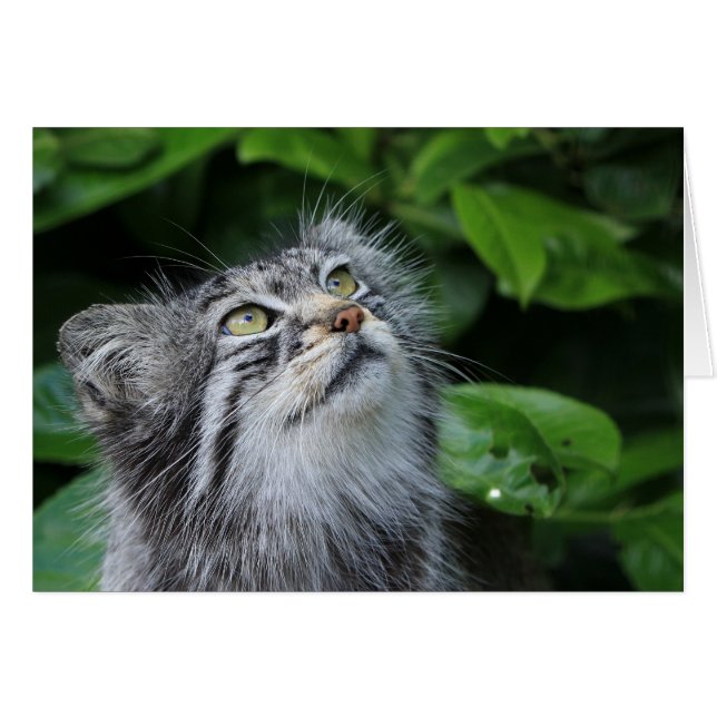 Pallas-Katze (Vorderseite (Horizontal))