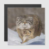 Pallas Katze im Schnee Magnetkarte (Vorne/Hinten)
