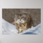 Pallas Katze im Schnee Poster (Vorne)