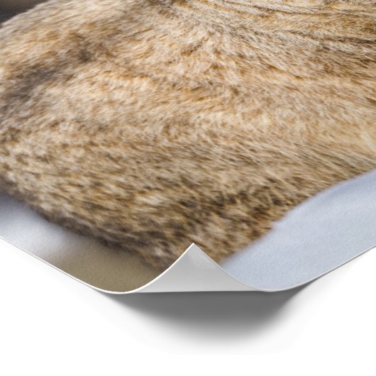 Pallas-Katze im Schnee Poster (Ecke)