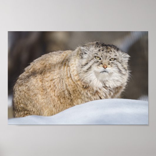 Pallas-Katze im Schnee Poster (Vorne)