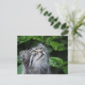 Pallas-Katze Postkarte (Stehend Vorderseite)