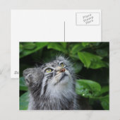 Pallas-Katze Postkarte (Vorne/Hinten)