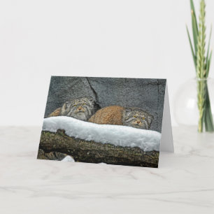 Pallas-Katzen-Schnee-Grußkarte Feiertagskarte