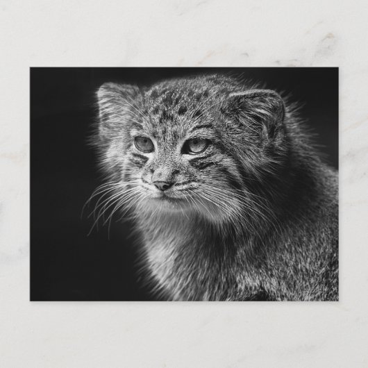 Pallas-Katzenportrait Postkarte (Vorderseite)