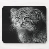 Pallass Katzenporträt Mousepad (Vorne)