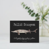 Pallid Sturgeon-Black-Postcard Postkarte (Stehend Vorderseite)