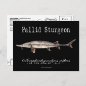 Pallid Sturgeon-Black-Postcard Postkarte (Vorne/Hinten)