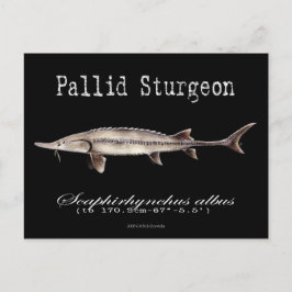 Pallid Sturgeon-Black-Postcard Postkarte