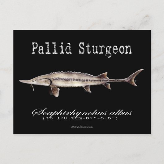 Pallid Sturgeon-Black-Postcard Postkarte (Vorderseite)