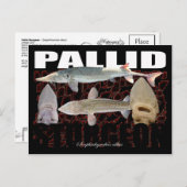 Pallid Sturgeon-Collage-Postcard Postkarte (Vorne/Hinten)