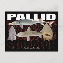 Pallid Sturgeon-Collage-Postcard Postkarte